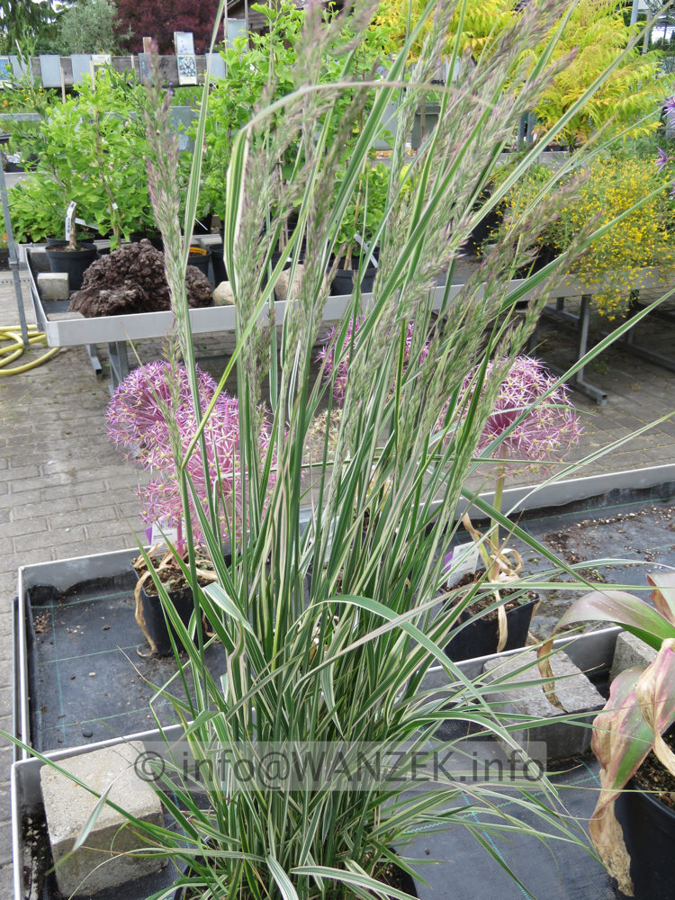 Calamagrostis acutiflora Overdam 01.JPG